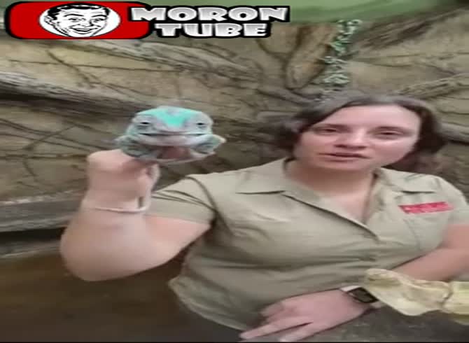 Video :What a pervert this chameleon is!